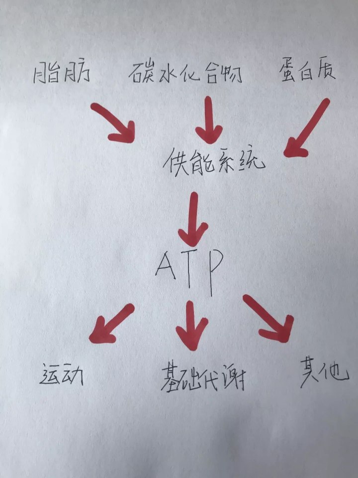 运动30分钟后才开始消耗脂肪……是真是假？